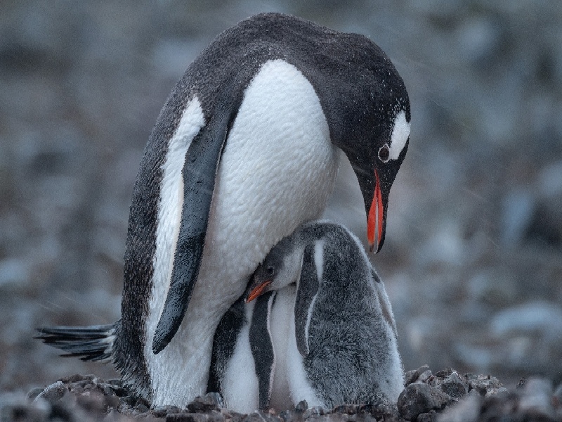 沈阳催婚试管混血（试管检查明细）